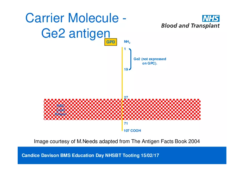 Anti-Ge2 Antibodies (RCI) - Page 9