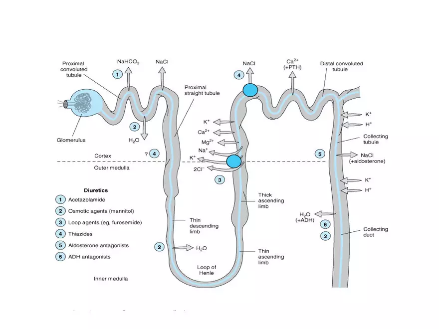 Diuretics (Saluretics) - 2 - Page 10