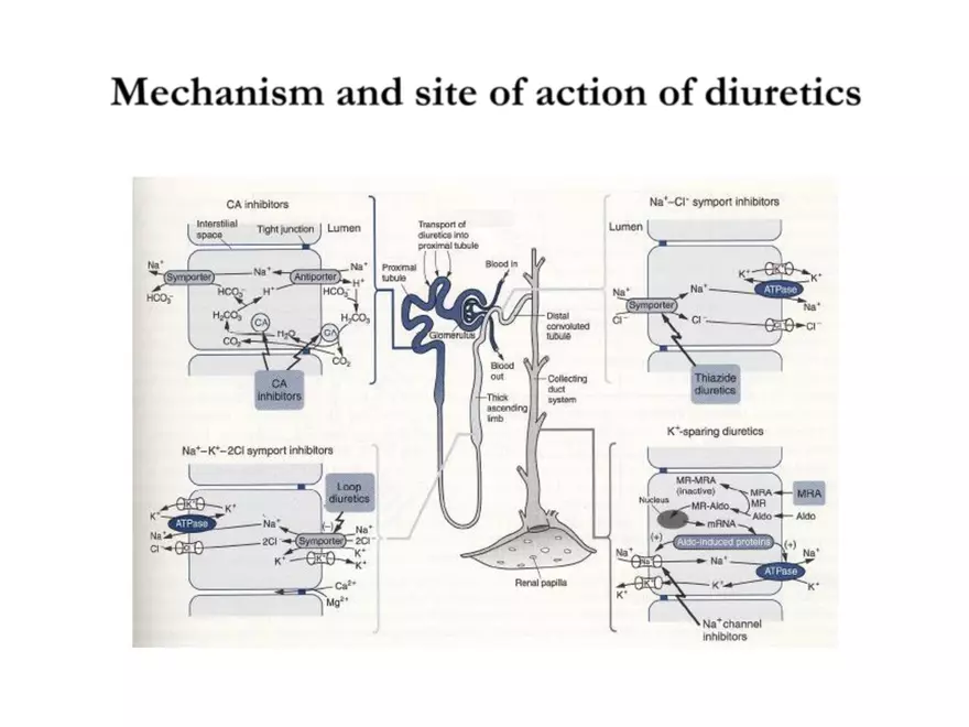Diuretics (Saluretics) - 2 - Page 11