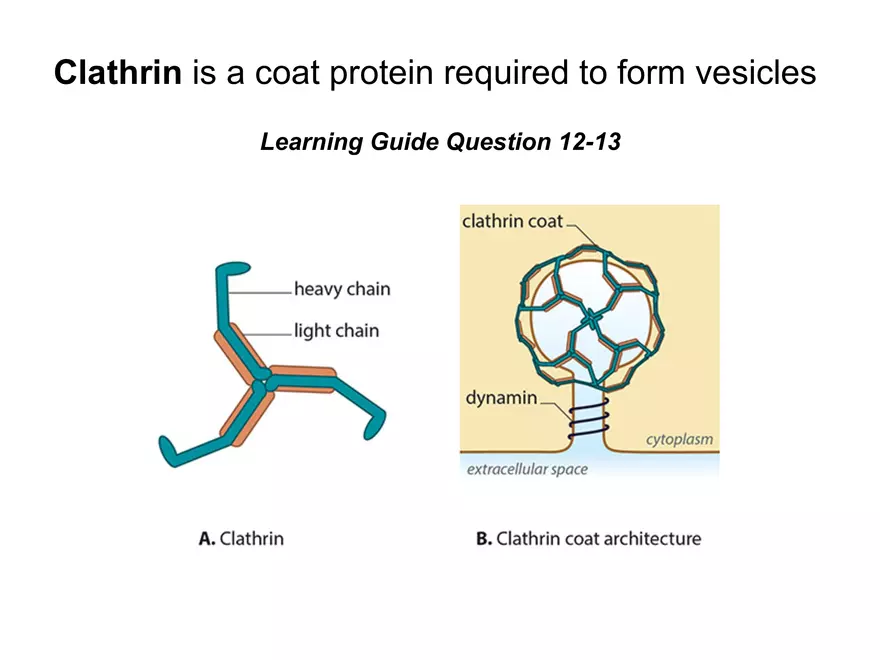 BIOL230W, Week 5 - Day 1 - Page 11