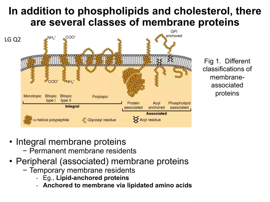 BIOL230W, Week 5 - Day 1 - Page 13