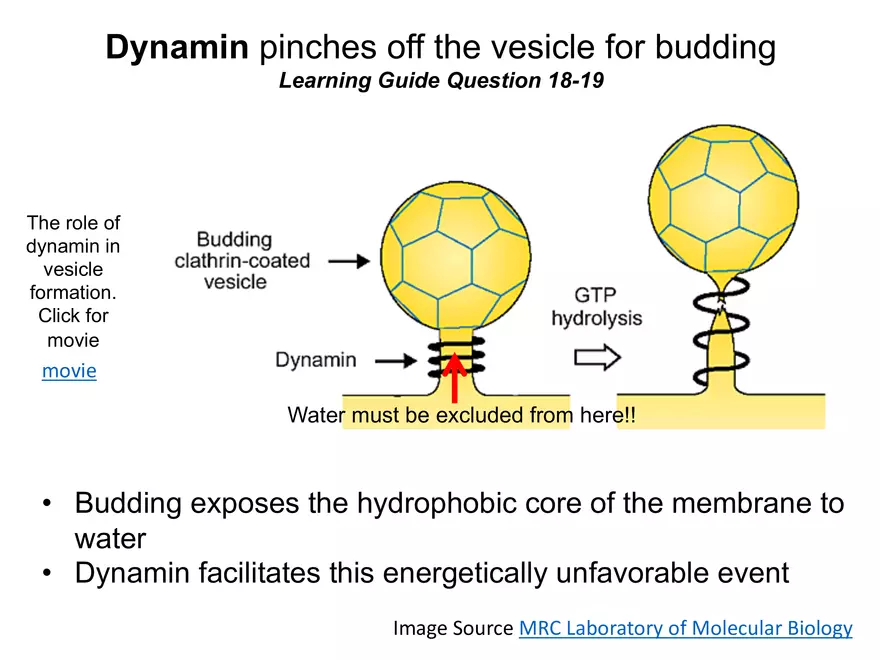 BIOL230W, Week 5 - Day 1 - Page 14