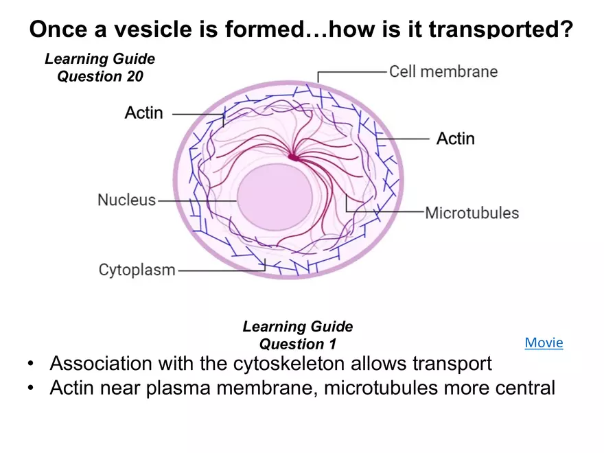 BIOL230W, Week 5 - Day 1 - Page 16
