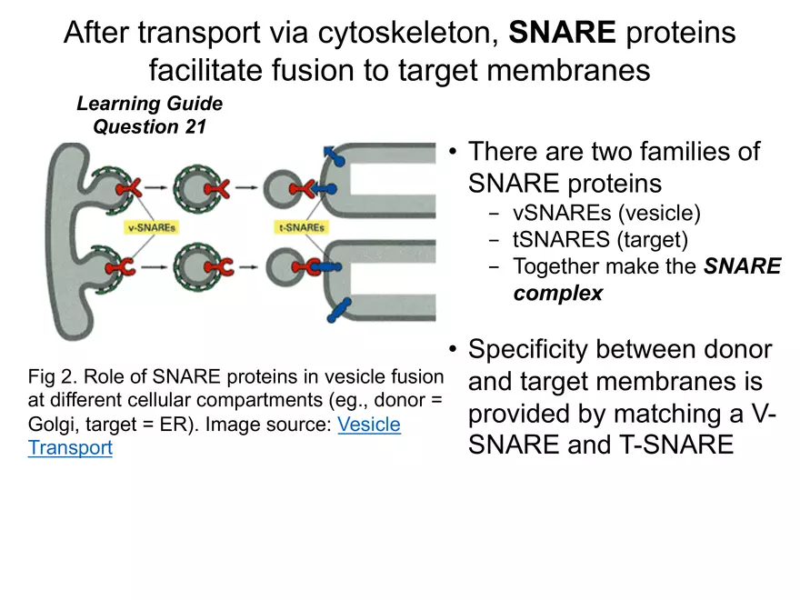 BIOL230W, Week 5 - Day 1 - Page 17