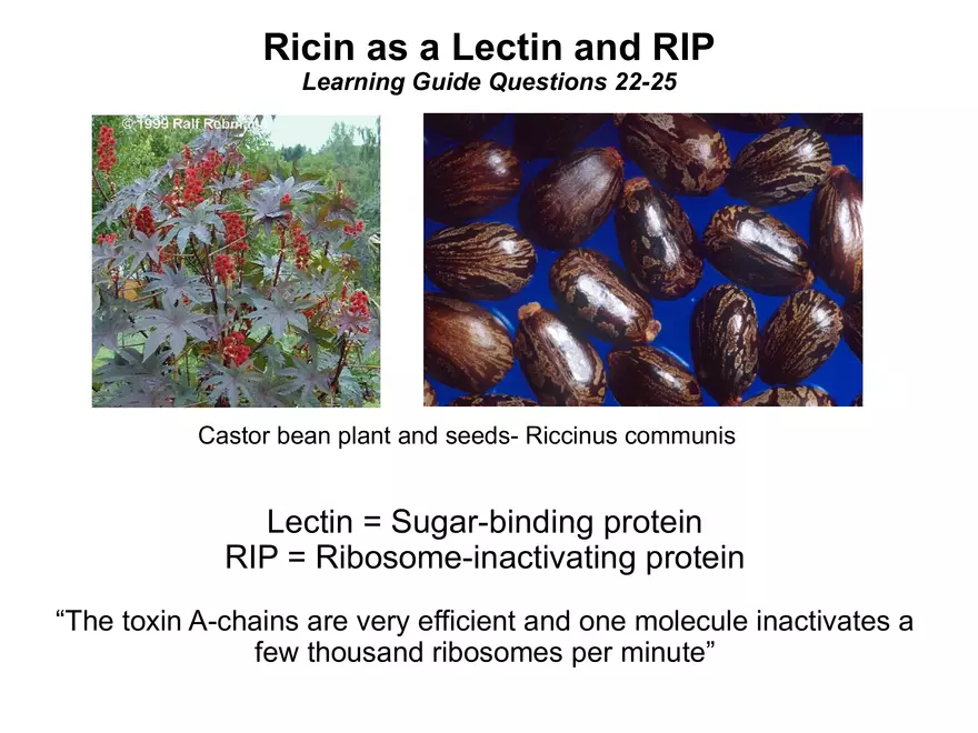 BIOL230W, Week 5 - Day 1 - Page 19