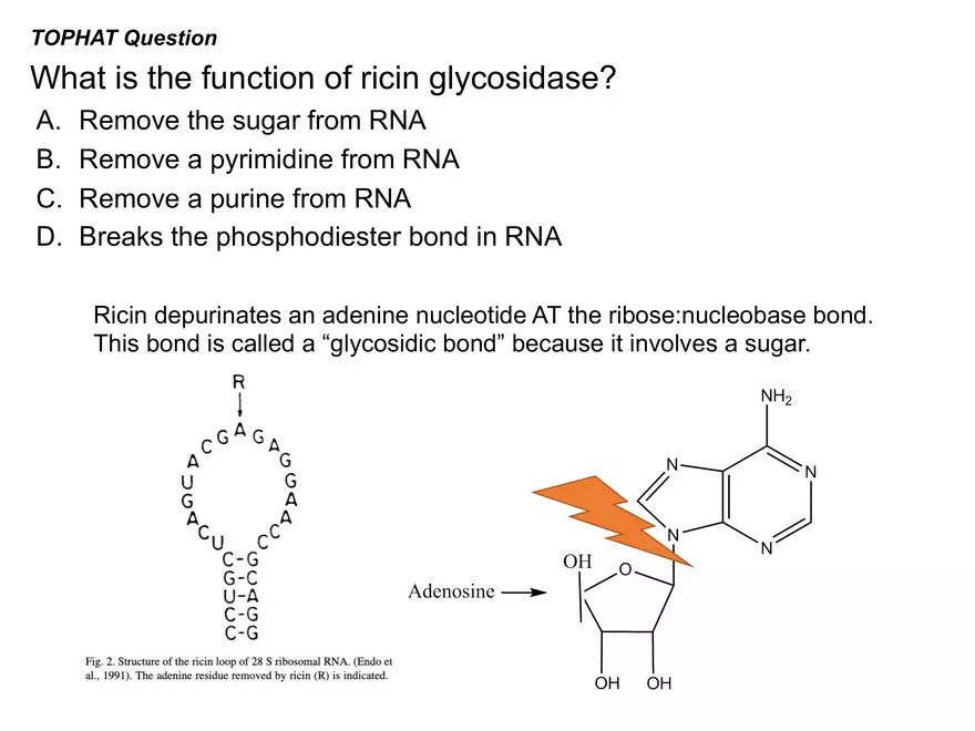 BIOL230W, Week 5 - Day 1 - Page 21