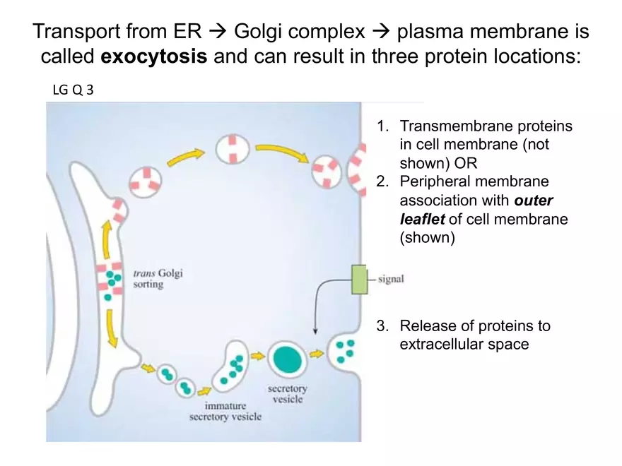 BIOL230W, Week 5 - Day 1 - Page 28
