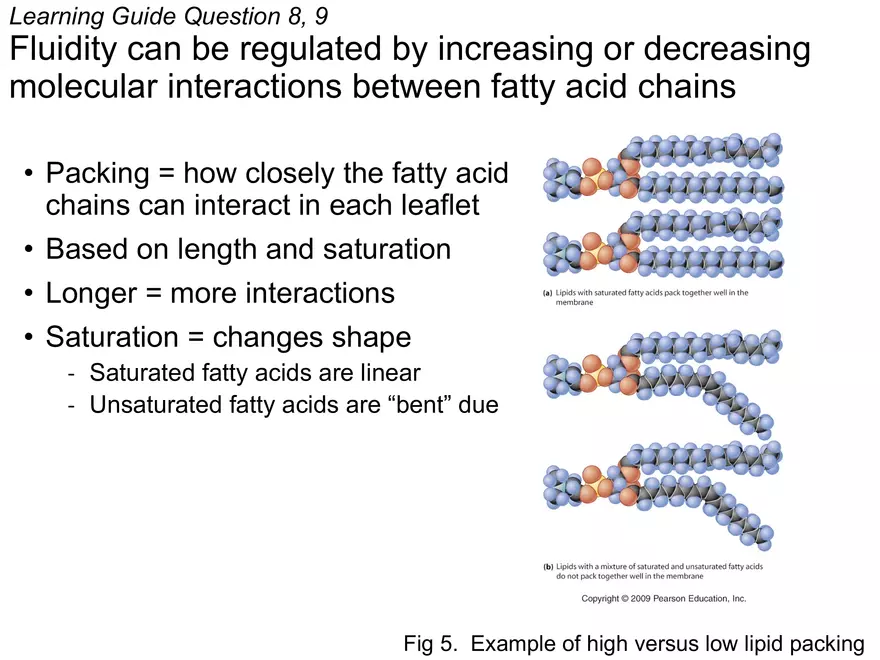 BIOL230W, Week 5 - Day 1 - Page 4