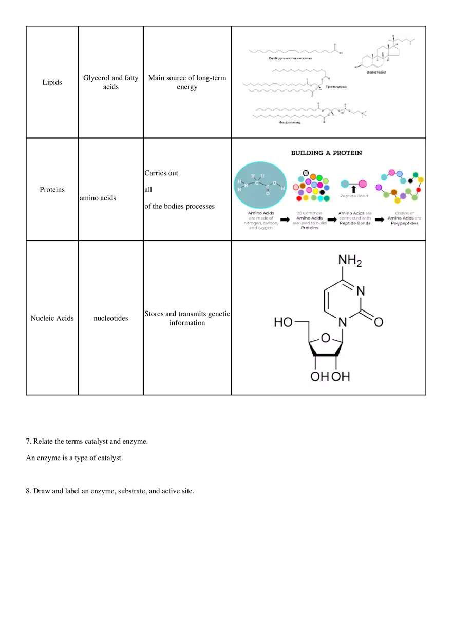 Biochemistry Test Review Sheet - Page 4