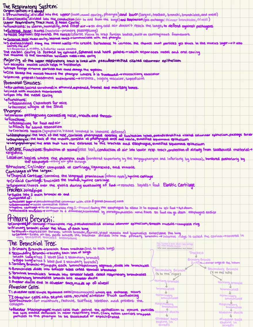 Notes Quiz 3 - Blood Vessels & Circulation - Page 7