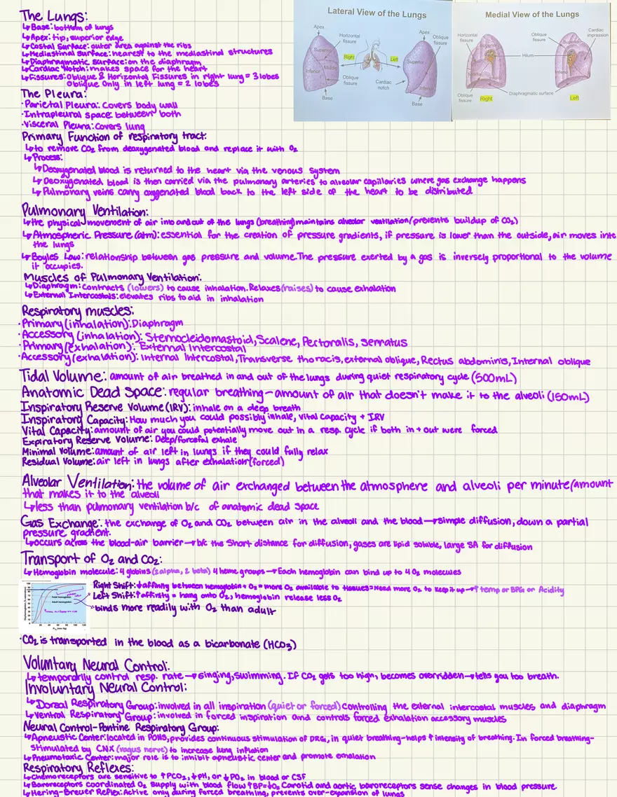 Notes Quiz 3 - Blood Vessels & Circulation - Page 8