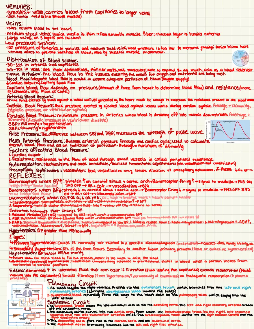 Notes Quiz 3 - Blood Vessels & Circulation - Page 3