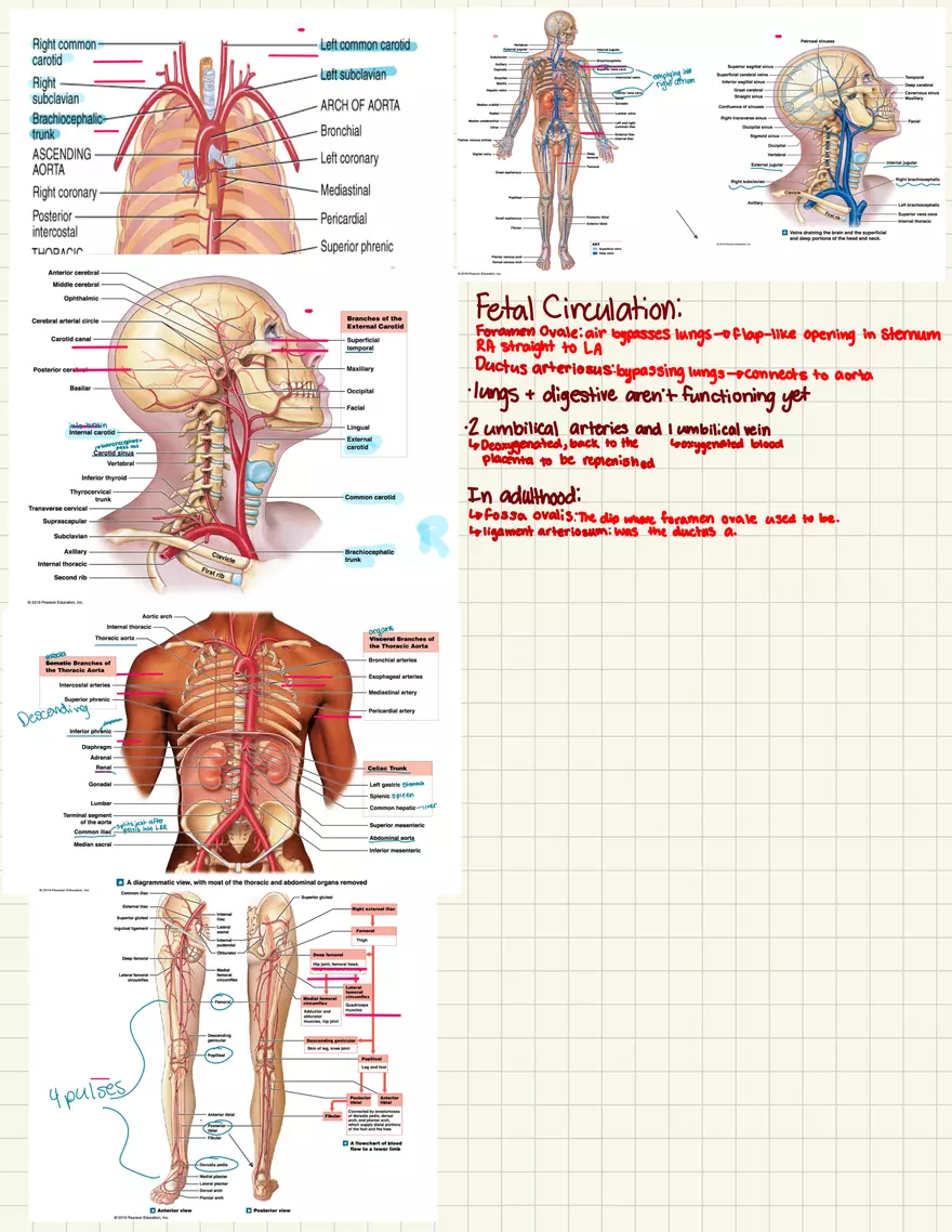 Notes Quiz 3 - Blood Vessels & Circulation - Page 4