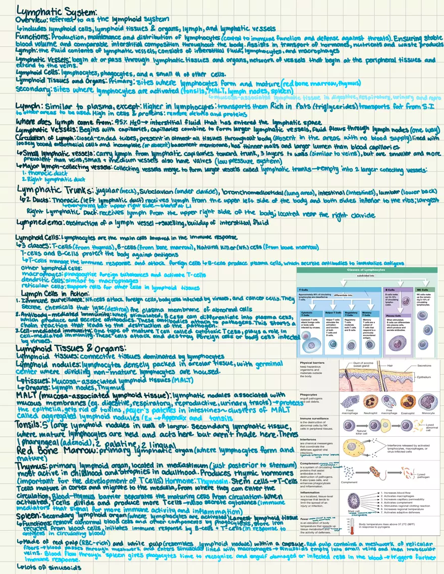 Notes Quiz 3 - Blood Vessels & Circulation - Page 5