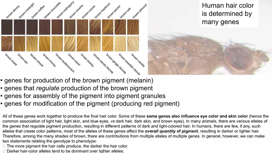 Mendelian Genetics Open Stax - Page 10