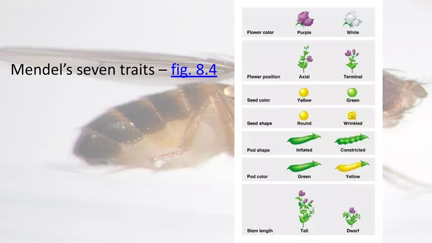 Mendelian Genetics Open Stax - Page 13