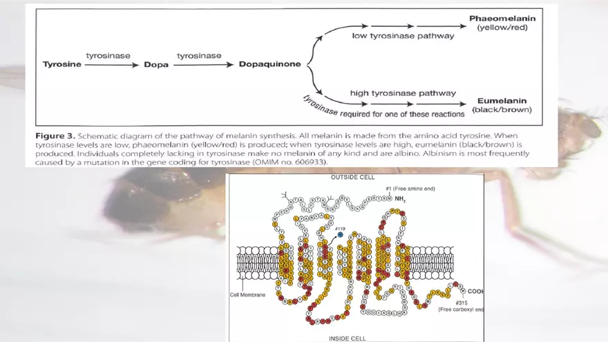 Mendelian Genetics Open Stax - Page 14