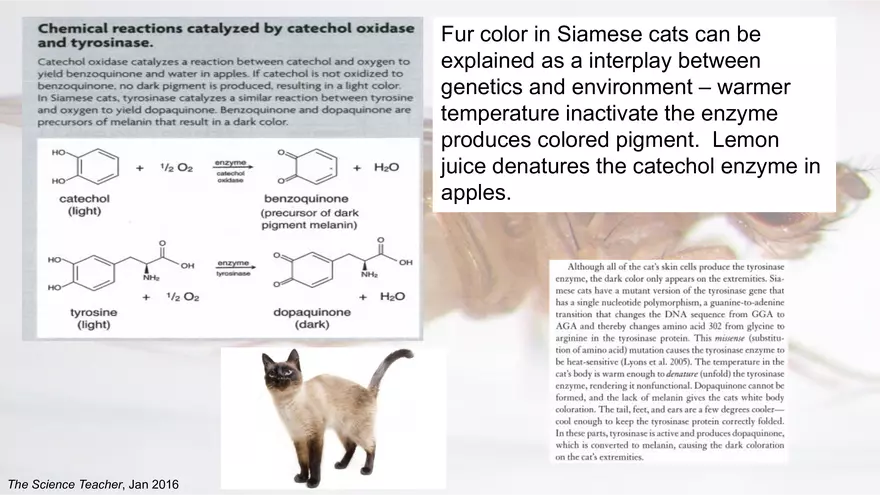 Mendelian Genetics Open Stax - Page 15