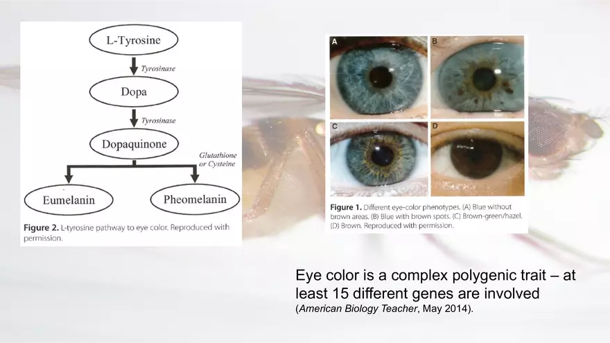 Mendelian Genetics Open Stax - Page 16