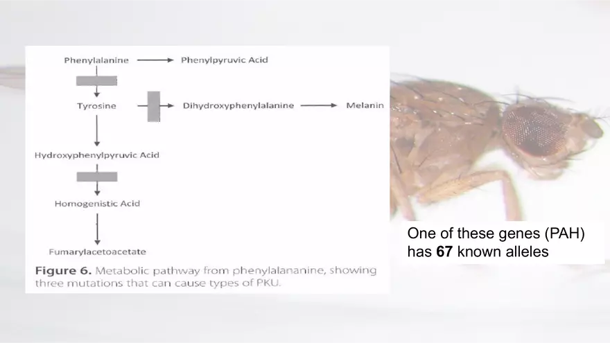 Mendelian Genetics Open Stax - Page 17