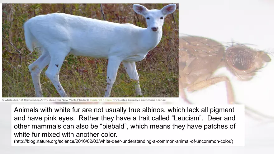 Mendelian Genetics Open Stax - Page 18