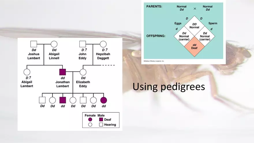 Mendelian Genetics Open Stax - Page 20