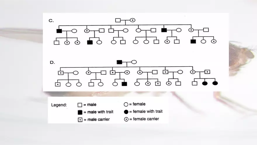 Mendelian Genetics Open Stax - Page 22