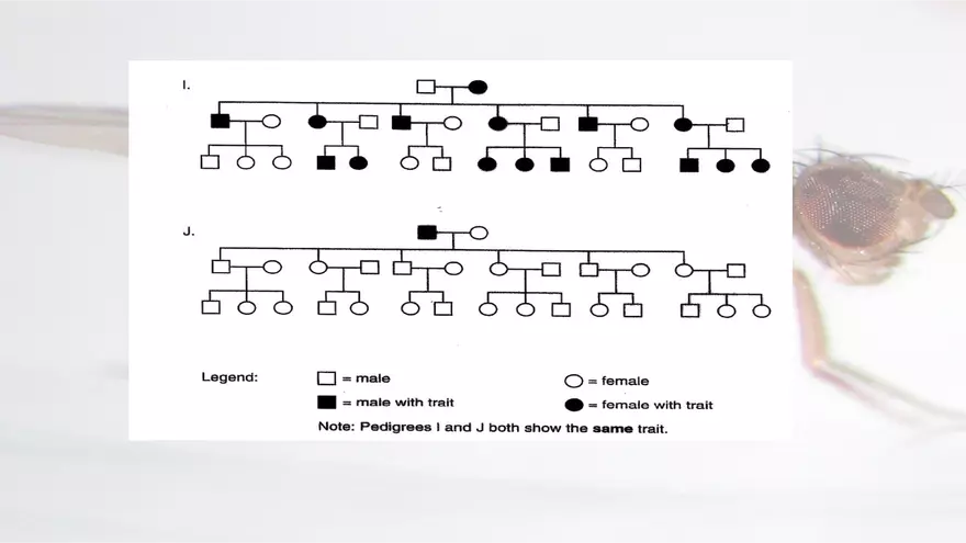 Mendelian Genetics Open Stax - Page 23