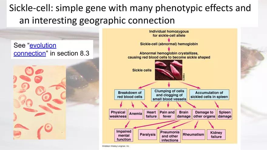 Mendelian Genetics Open Stax - Page 27