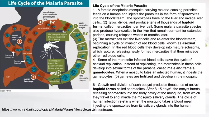 Mendelian Genetics Open Stax - Page 31