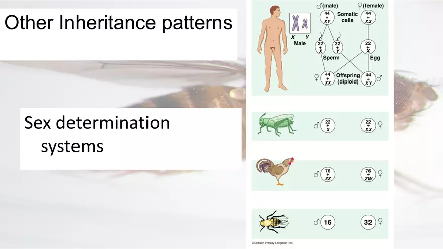 Mendelian Genetics Open Stax - Page 32