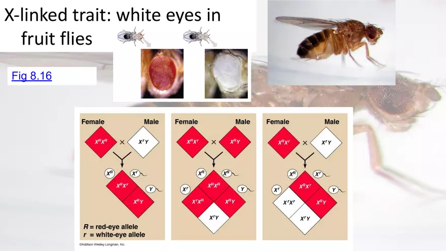 Mendelian Genetics Open Stax - Page 33