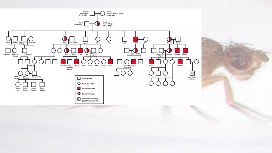 Mendelian Genetics Open Stax - Page 40