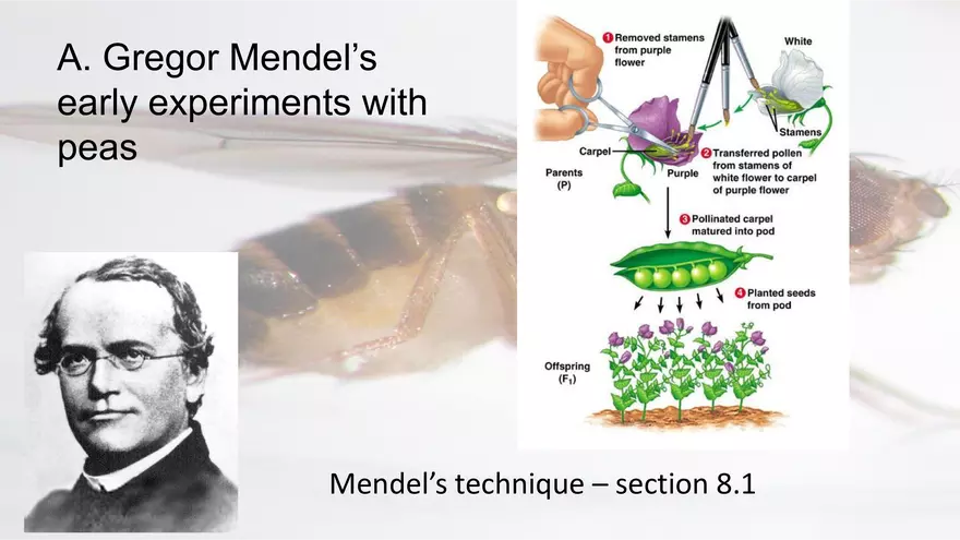 Mendelian Genetics Open Stax - Page 2