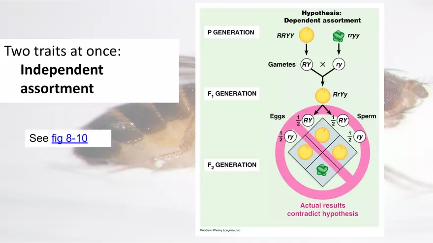 Mendelian Genetics Open Stax - Page 48