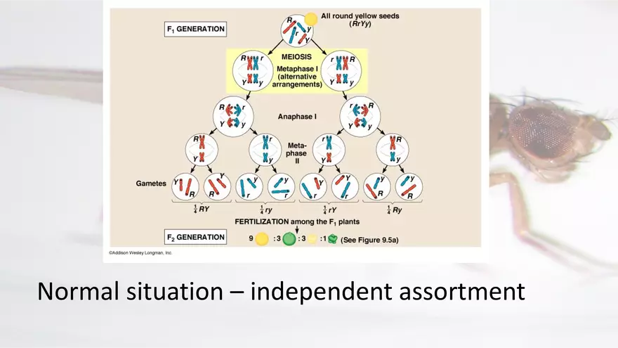 Mendelian Genetics Open Stax - Page 49