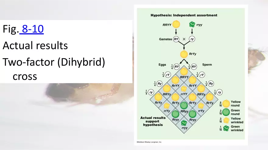 Mendelian Genetics Open Stax - Page 50