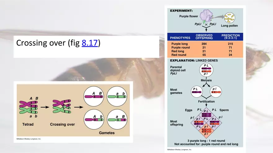 Mendelian Genetics Open Stax - Page 54