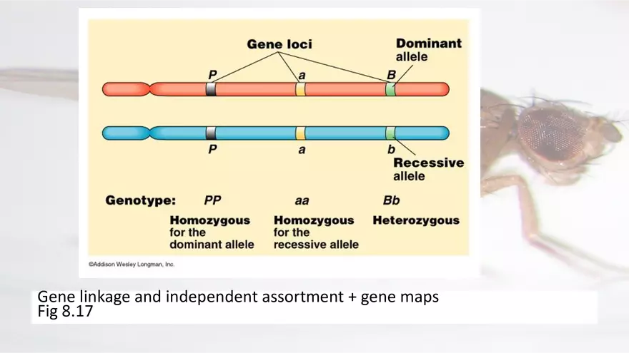 Mendelian Genetics Open Stax - Page 55