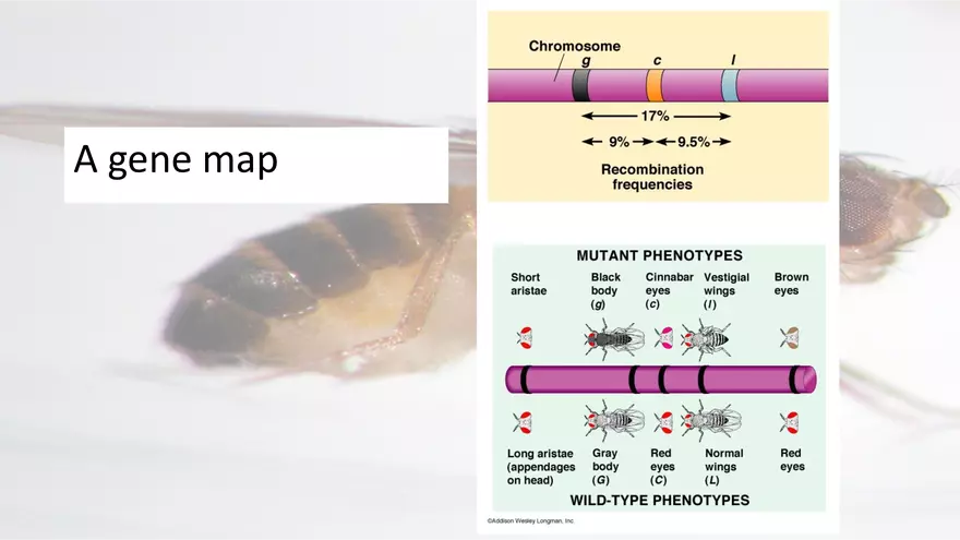 Mendelian Genetics Open Stax - Page 56