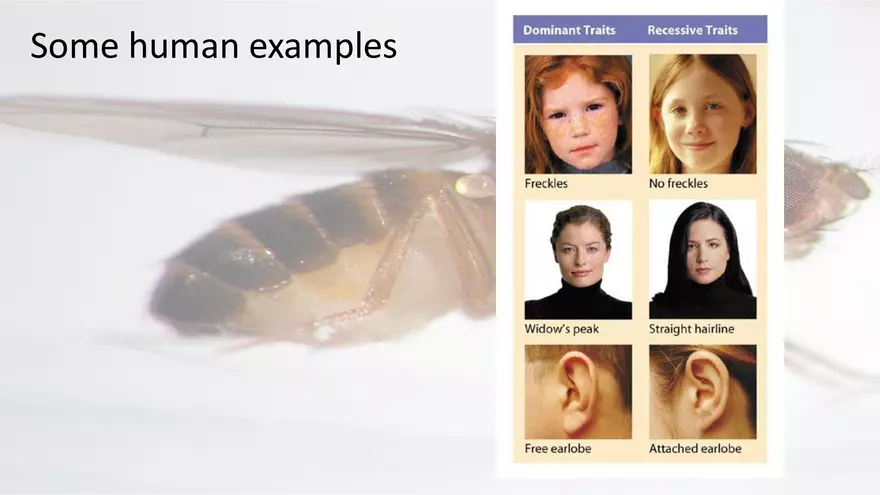 Mendelian Genetics Open Stax - Page 3