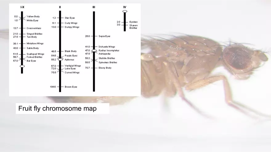 Mendelian Genetics Open Stax - Page 59