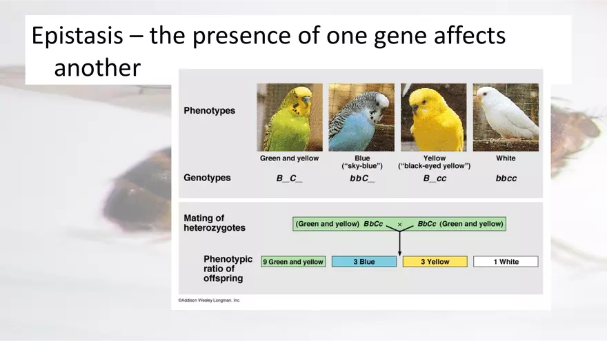 Mendelian Genetics Open Stax - Page 60