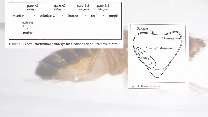 Mendelian Genetics Open Stax - Page 62