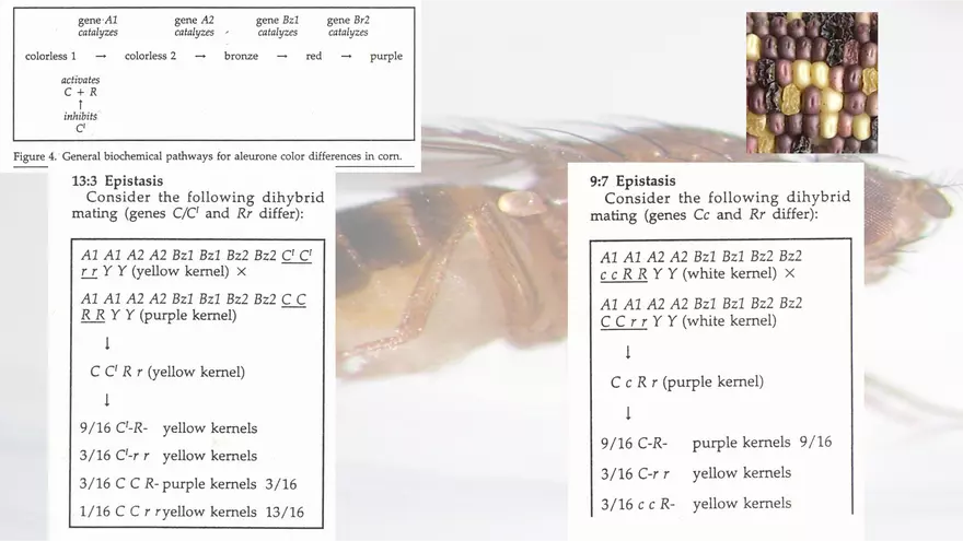 Mendelian Genetics Open Stax - Page 63