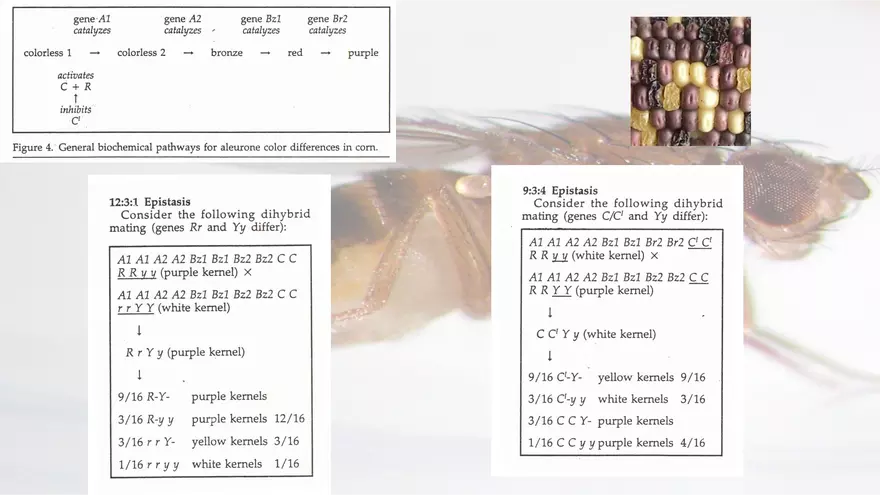 Mendelian Genetics Open Stax - Page 64