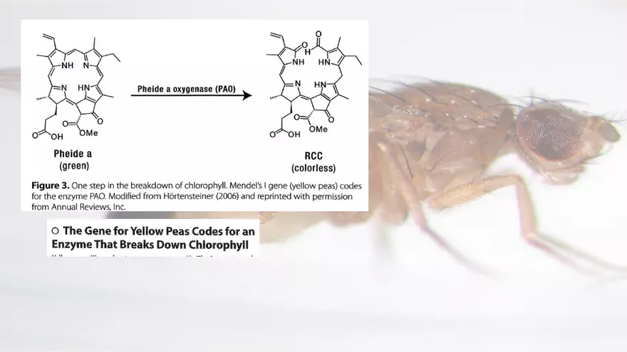 Mendelian Genetics Open Stax - Page 65