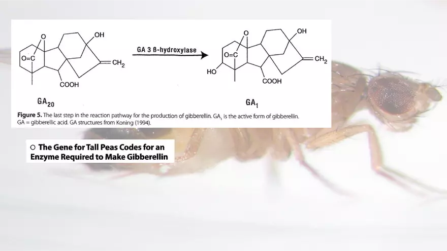 Mendelian Genetics Open Stax - Page 66