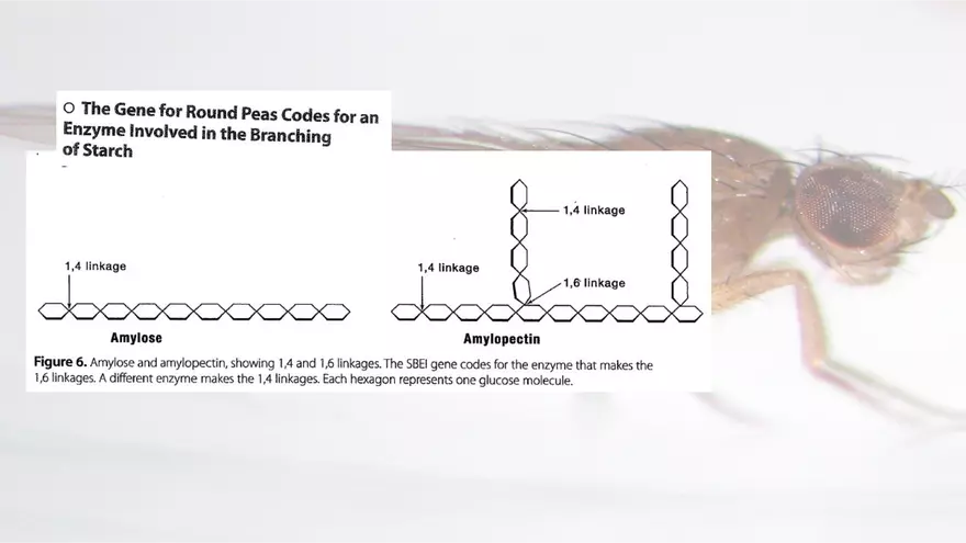 Mendelian Genetics Open Stax - Page 67
