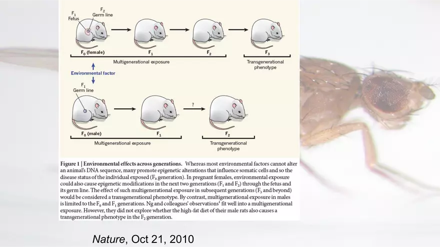 Mendelian Genetics Open Stax - Page 70